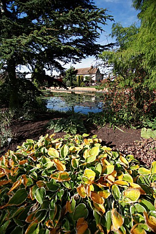 RHS_GARDEN_HYDE_HALL_IN_OCTOBER__WITH_HOSTA_FORTUNEI_FRANCEE_IN_THE_FOREGROUND_THE_HOUSE__WHICH_DATE