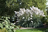 CORTADERIA SELLOANA AUREOLINEATA  PAMPAS GRASS BY THE LOWER POND,  AND GUNNERA MANICATA GROWING ON THE LEFT AT RHS GARDEN,  HYDE HALL IN OCTOBER.