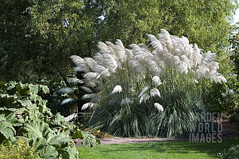 CORTADERIA_SELLOANA_AUREOLINEATA__PAMPAS_GRASS_BY_THE_LOWER_POND__AND_GUNNERA_MANICATA_GROWING_ON_TH