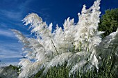 CORTADERIA SELLOANA SUNNINGDALE SILVER PAMPAS GRASS