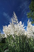 CORTADERIA SELLOANA SUNNINGDALE SILVER  PAMPAS GRASS