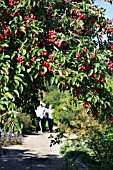 MALUS EVERESTE FAMILY. CRAB APPLE