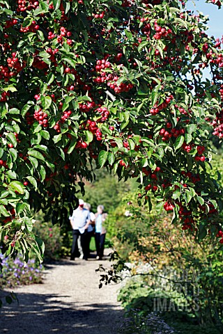 MALUS_EVERESTE_FAMILY_CRAB_APPLE