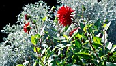 HERBACEOUS BORDER AT RHS GARDEN,  HYDE HALL IN OCTOBER.DAHLIA ALVAS DORIS WITH SILVERY ARTEMISIA ARBORESCENS