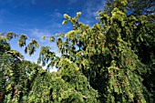 TAXUS BACCATA AUREA PENDULA WITH RED BERRIES