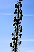 EREMURUS ROBUSTUS,  SEEDHEADS,  FOXTAIL LILLY.