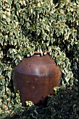 HEDERA COLCHICA DENTATA VARIEGATA AND A LARGE BROWN GLAZED POT.