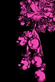 CHRISTMAS DECORATION,  MAGENTA MAUVE WITH BLACK BACKGROUND