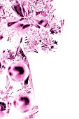 CHRISTMAS DECORATION,   MAGENTA WITH WHITE BACKGROUND