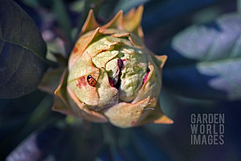 LADYBIRD_ON_BUD_OF_THE_DWARF_RHODODENDRON__ELIZABETH_RED