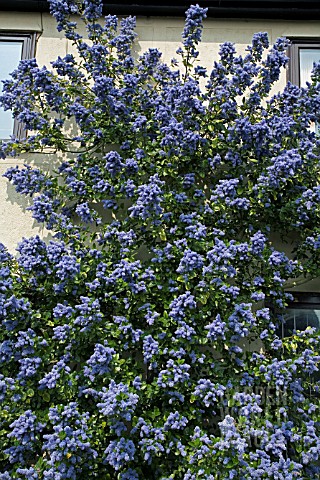 CEANOTHUS_ARBOREUS_TREWITHEN_BLUE__GROWING_UP_THE_FRONT_OF_THE_HOUSE_AT_RHS_GARDEN__HYDE_HALL