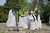 MUSA BASJOO, (BANANA TREE), FROST PROTECTION