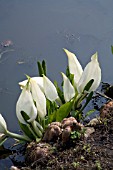 ASIAN SKUNK CABBAGE,   LYSICHITON CAMTSCHATCENSIS