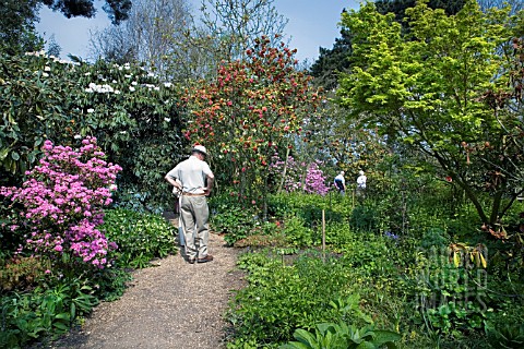 VISITORS_TO_RHS_GARDEN_HYDE_HALL_STROLL_THROUGH_THE_RHODODENDRONS_IN_FULL_FLOWER_IN_SPRING