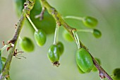 PRUNUS DOMESTICA,  VICTORIA PLUM TREE WITH PLUMS AT AN EARLY STAGE