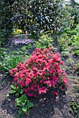 RHODODENDRON TOREADOR IN FULL BLOOM