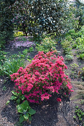 RHODODENDRON_TOREADOR_IN_FULL_BLOOM