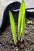 TIGRIDIA,  TIGER FLOWERS. THESE BULBS ARE JUST SPROUTING FROM THE SOIL IN MAY. THE LEAVES ARE JUST FORMING