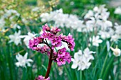 BERGENIA BRESSINGHAM RUBY