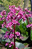 BERGENIA BRESSINGHAM RUBY