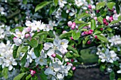 MALUS,  CRITTENDEN BLOSSOM