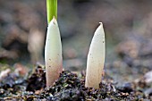 TIGRIDIA,  TIGER FLOWERS. THESE BULBS ARE JUST SPROUTING FROM THE SOIL IN MAY. THEY ARE APPROX 2CM HIGH