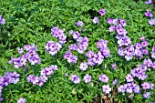 GERANIUM MALVIFLORUM