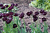 TULIPA BLACK HERO