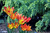 TULIPA BALLERINA