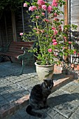 AZALEA,  HOMEBUSH,  DECIDUOUS VARIETY,  ROSE PINK SEMI DOUBLE,  IN A POT