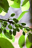 PRUNUS DOMESTICA,  VICTORIA PLUM TREE WITH PLUMS AT AN EARLY STAGE AT JUST 15MM IN SIZE.