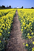 A FIELD OF BRILLIANT YELLOW RAPESEED,  BRASSICA NAPUS