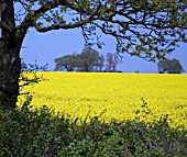 A FIELD OF BRILLIANT YELLOW RAPESEED,  BRASSICA NAPUS
