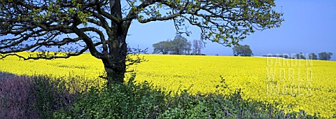PANORAMIC_VIEW_OF_A_FIELD_OF_YELLOW_RAPESEED_BRASSICA_NAPUS_OFTEN_USED_FOR_ANIMAL_FEED_VEGETABLE_OIL