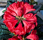 DWARF RHODODENDRON ELIZABETH RED.