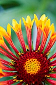 GAILLARDIA FANFARE (GAILARDIA XGRANDIFLORA)