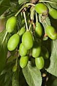 PRUNUS DOMESTICA,  VICTORIA PLUM TREE WITH PLUMS AT AN EARLY STAGE AT JUST 15MM IN SIZE.