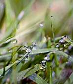 A CLOSE UP LOOK AT EARLY MORNING DEW DROPS CLINGING TO GRASS.