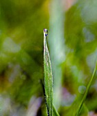 A CLOSE UP LOOK AT EARLY MORNING DEW DROPS CLINGING TO GRASS.