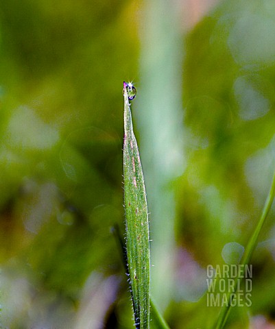 A_CLOSE_UP_LOOK_AT_EARLY_MORNING_DEW_DROPS_CLINGING_TO_GRASS