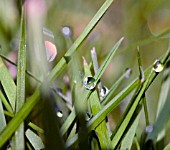 A CLOSE UP LOOK AT EARLY MORNING DEW DROPS CLINGING TO GRASS.