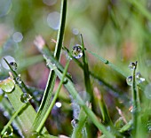 A CLOSE UP LOOK AT EARLY MORNING DEW DROPS CLINGING TO GRASS.