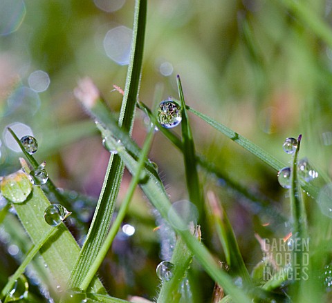 A_CLOSE_UP_LOOK_AT_EARLY_MORNING_DEW_DROPS_CLINGING_TO_GRASS