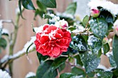 CAMELLIA HYBRID, BLACK LACE, IN SPRING COVERED IN SNOW