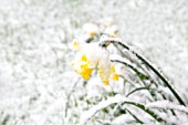 NARCISSUS, DAFFODIL COVERED IN SNOW IN THE SPRING.