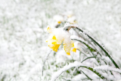 NARCISSUS_DAFFODIL_COVERED_IN_SNOW_IN_THE_SPRING