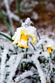 NARCISSUS, DAFFODIL COVERED IN SNOW IN THE SPRING.