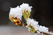 CLOSE UP OF THE BUDS OPENING ON A YOUNG PEAR TREE, PYRUS COMMUNIS CONCORDE