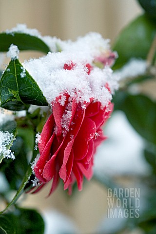 CAMELLIA_HYBRID_BLACK_LACE_IN__SPRING_COVERED_IN_SNOW