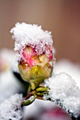 CAMELLIA HYBRID, BLACK LACE BUD